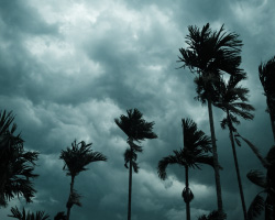 Palm trees in a wind.