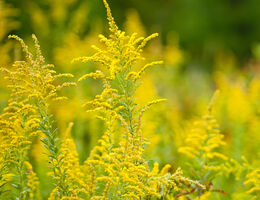 Ragweed plants blooming.